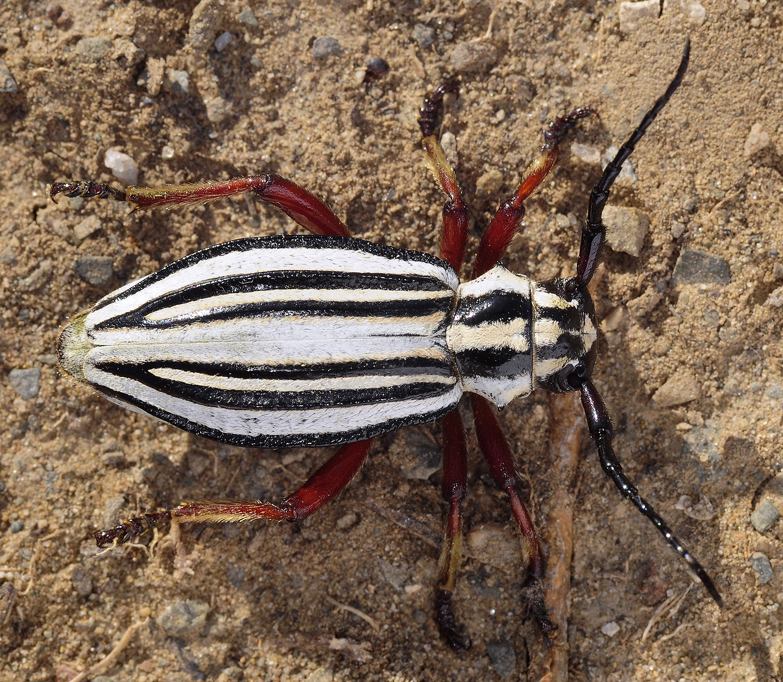 Dorcadion balchashense betpakdalense female