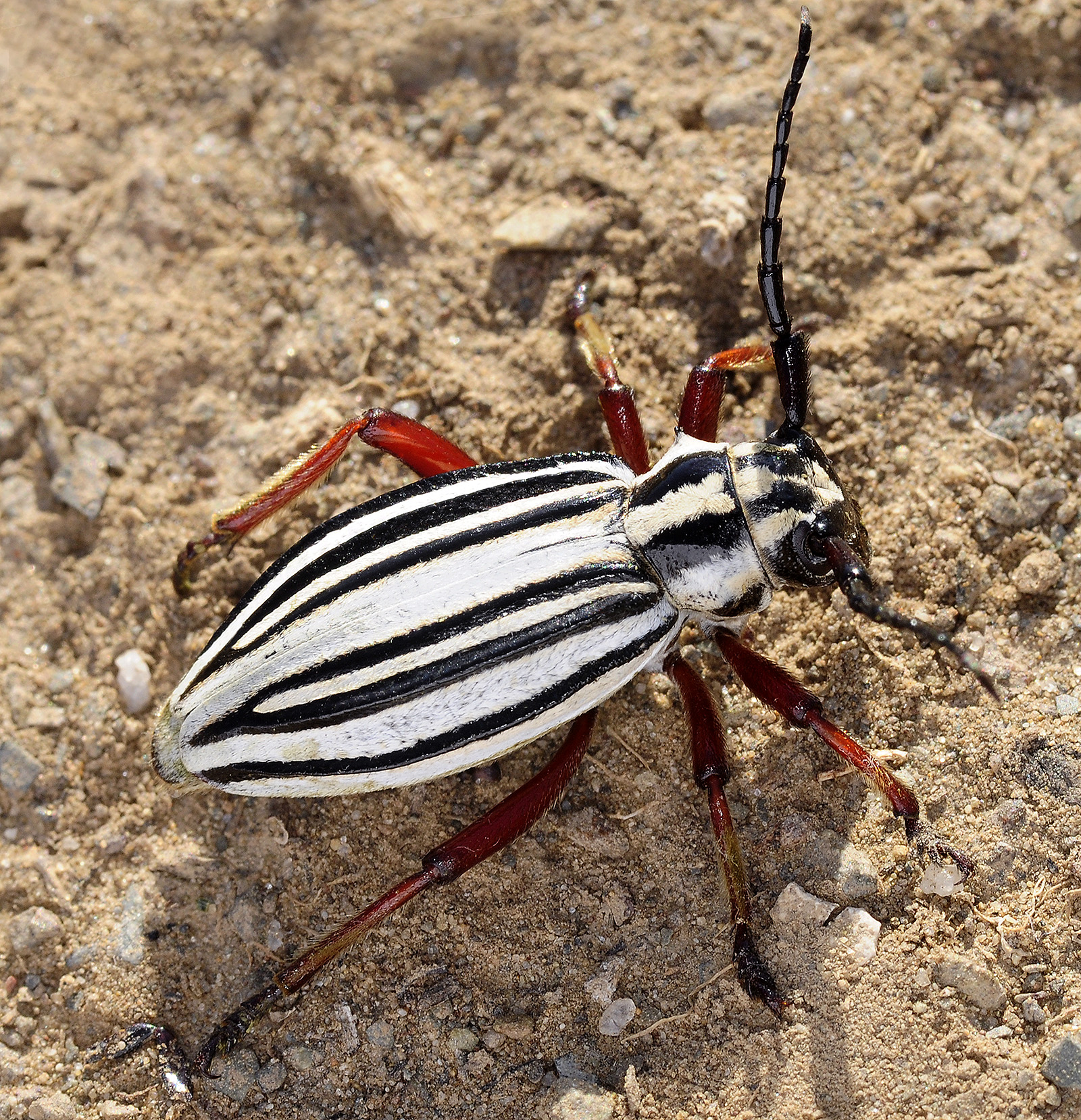 Dorcadion balchashense betpakdalense female