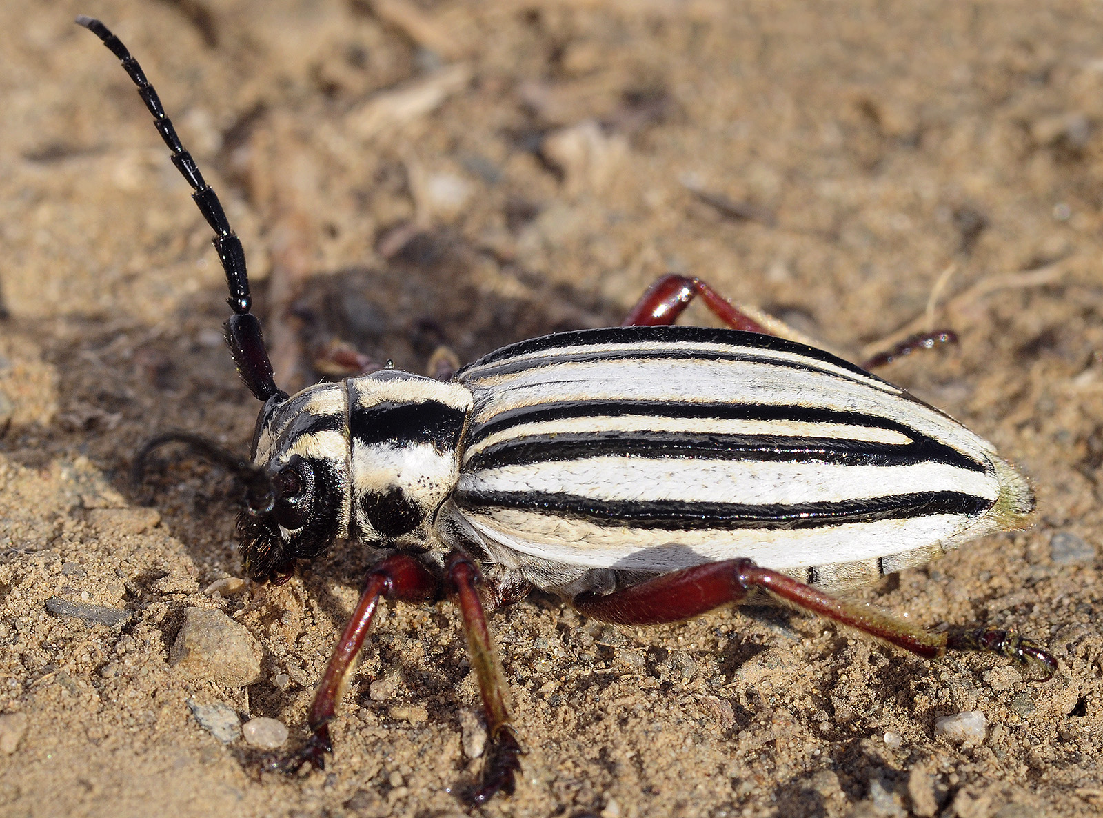 Dorcadion balchashense betpakdalense female