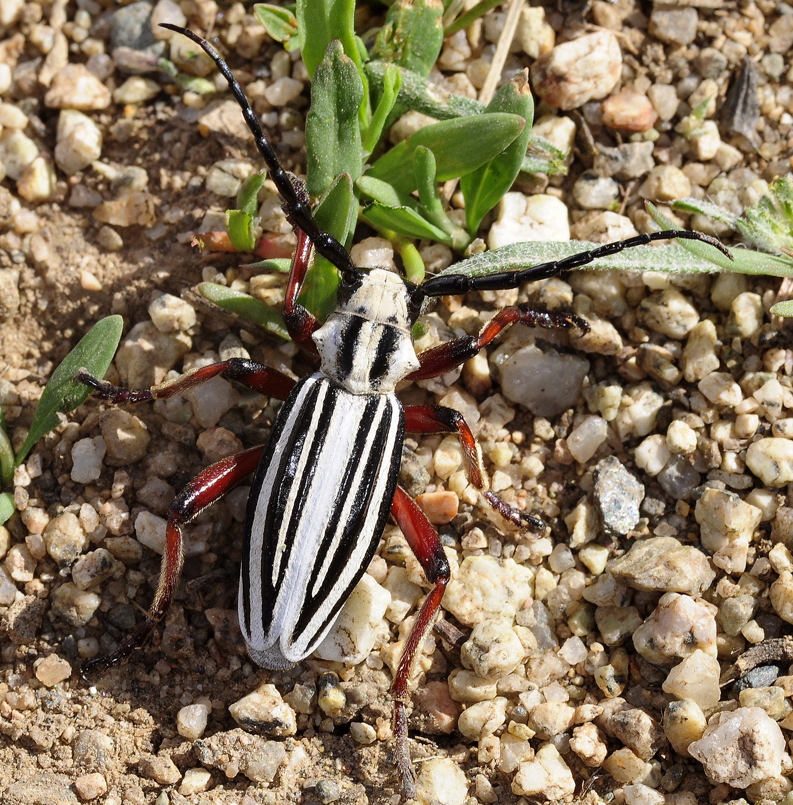 Dorcadion balchashense betpakdalense male