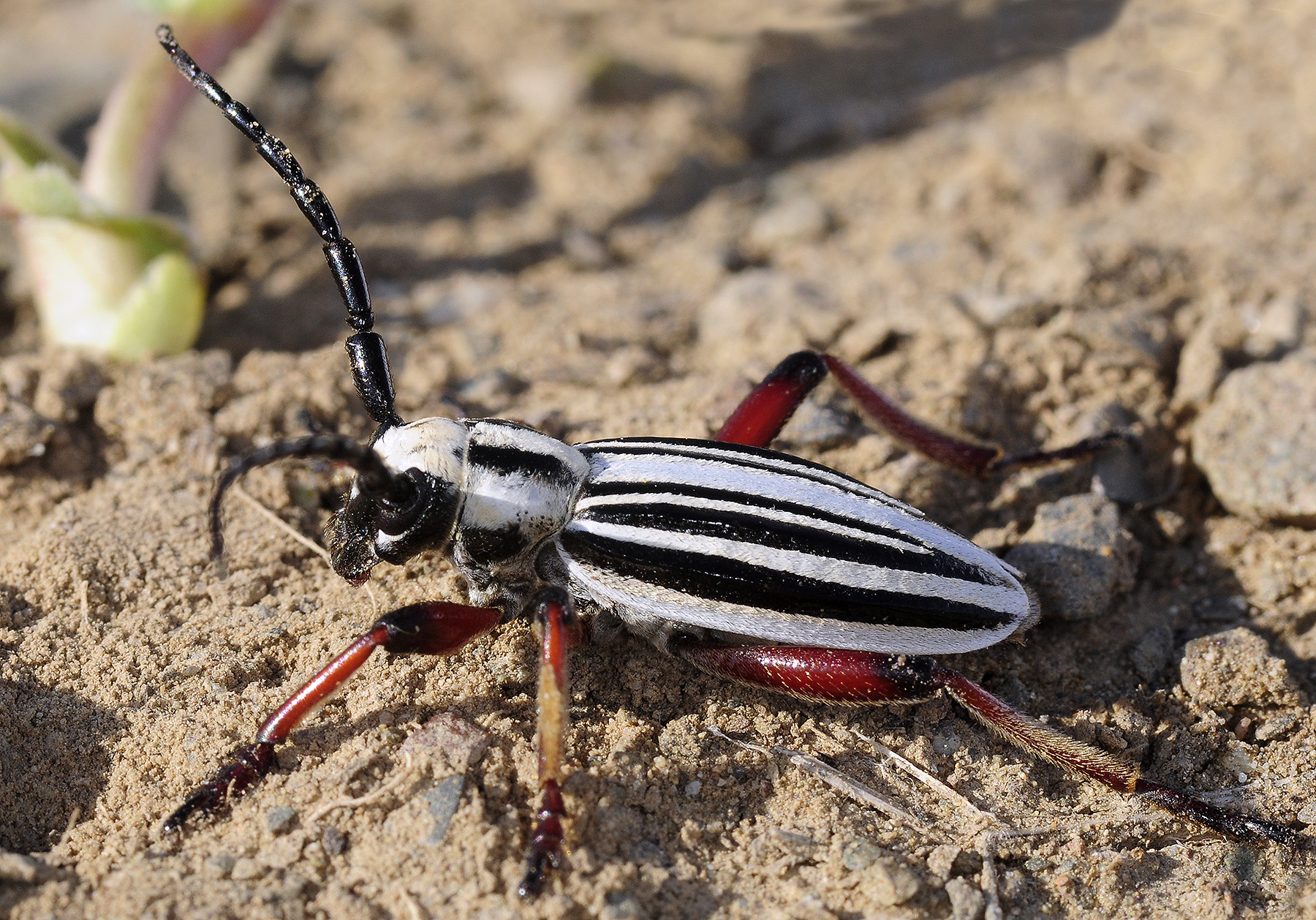 Dorcadion balchashense betpakdalense