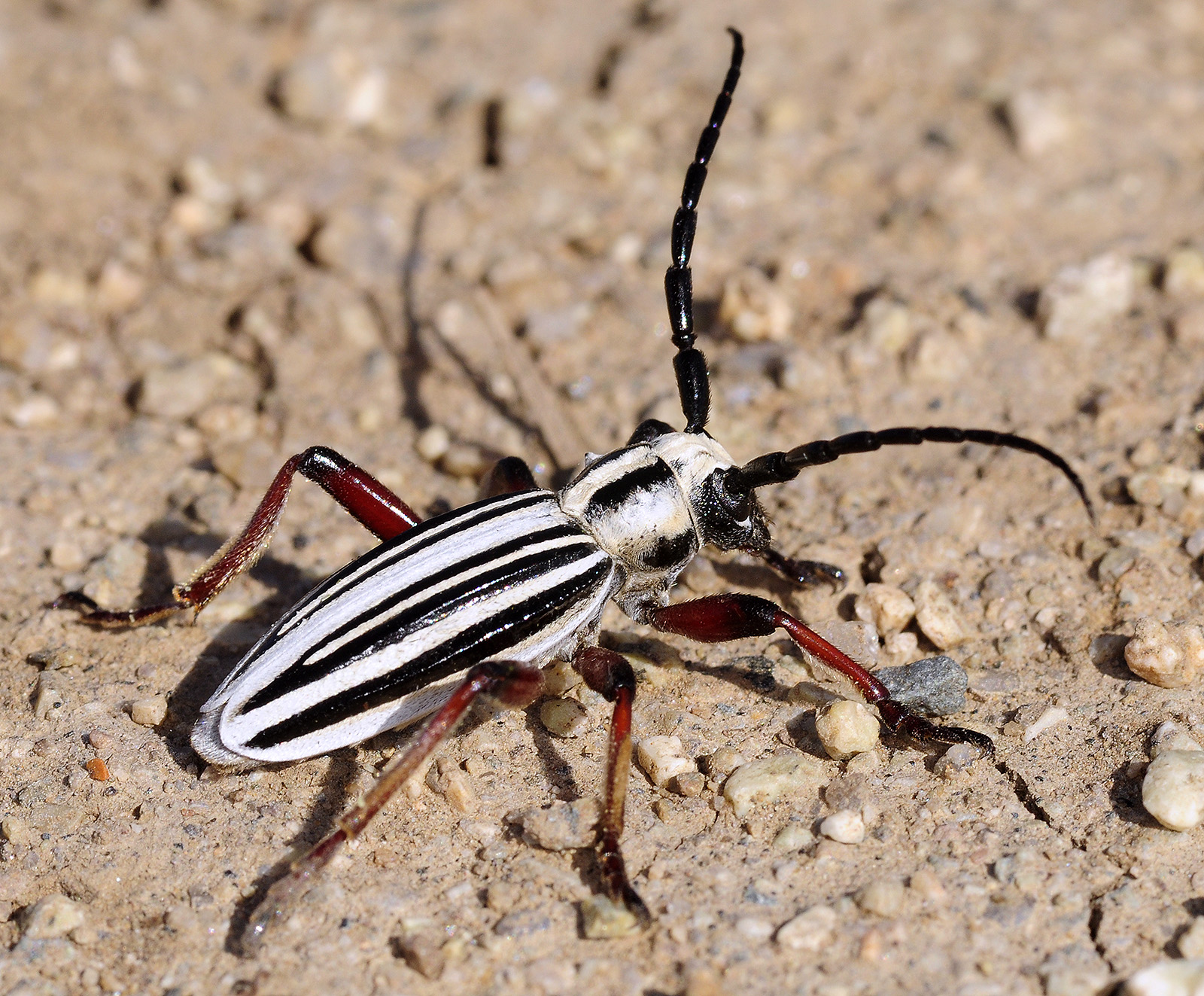 Dorcadion balchashense betpakdalense male