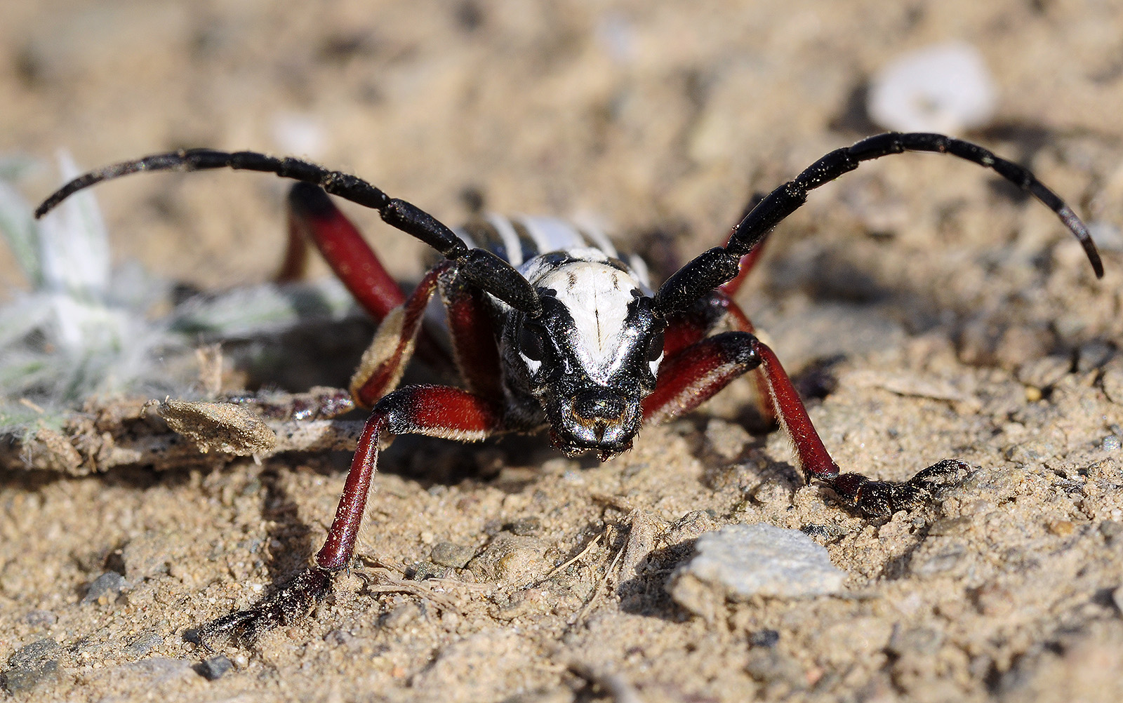 Dorcadion balchashense betpakdalense male