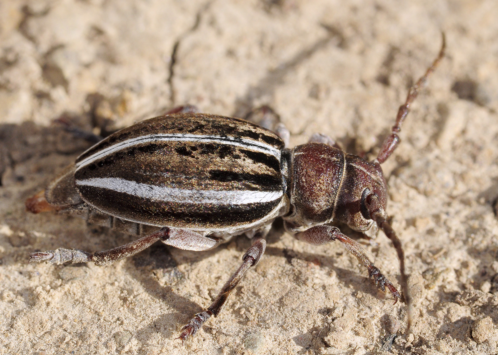 Dorcadion biformes