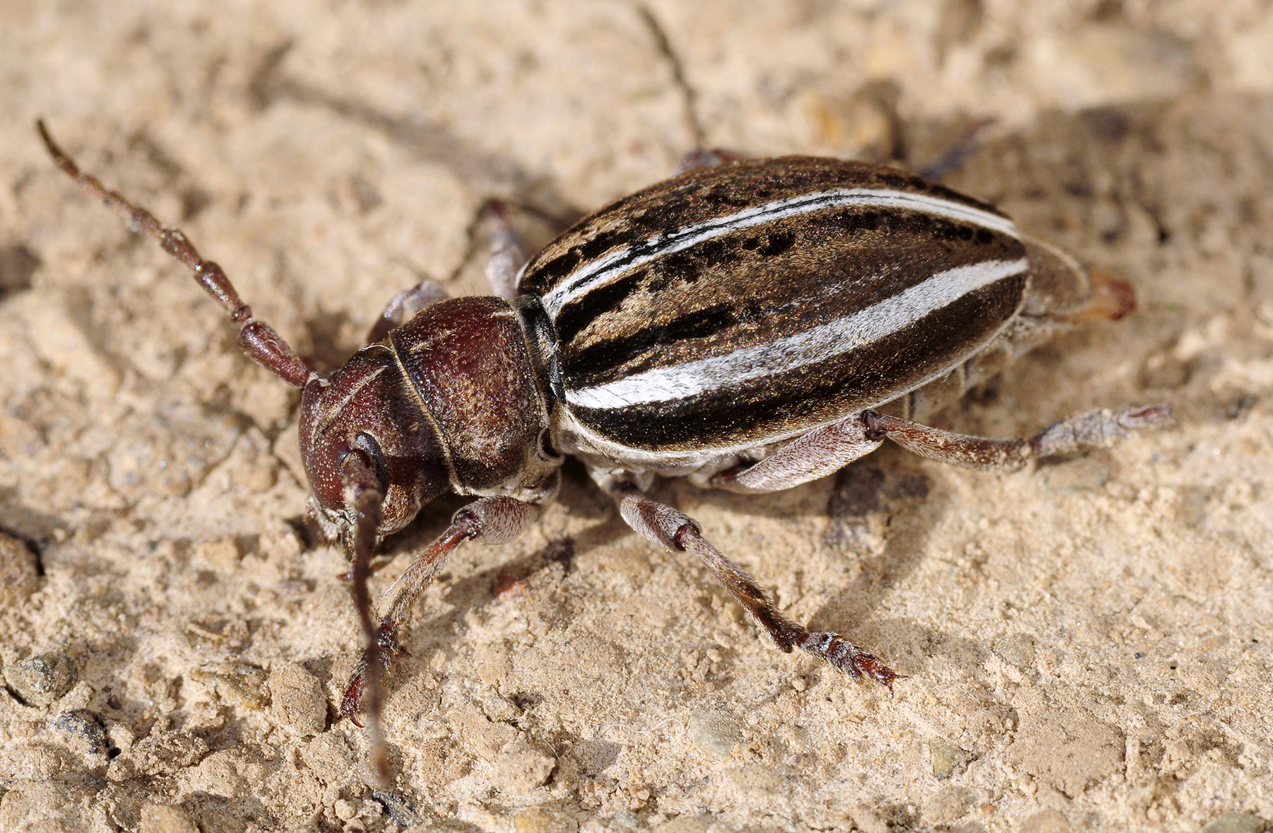 Dorcadion biforme