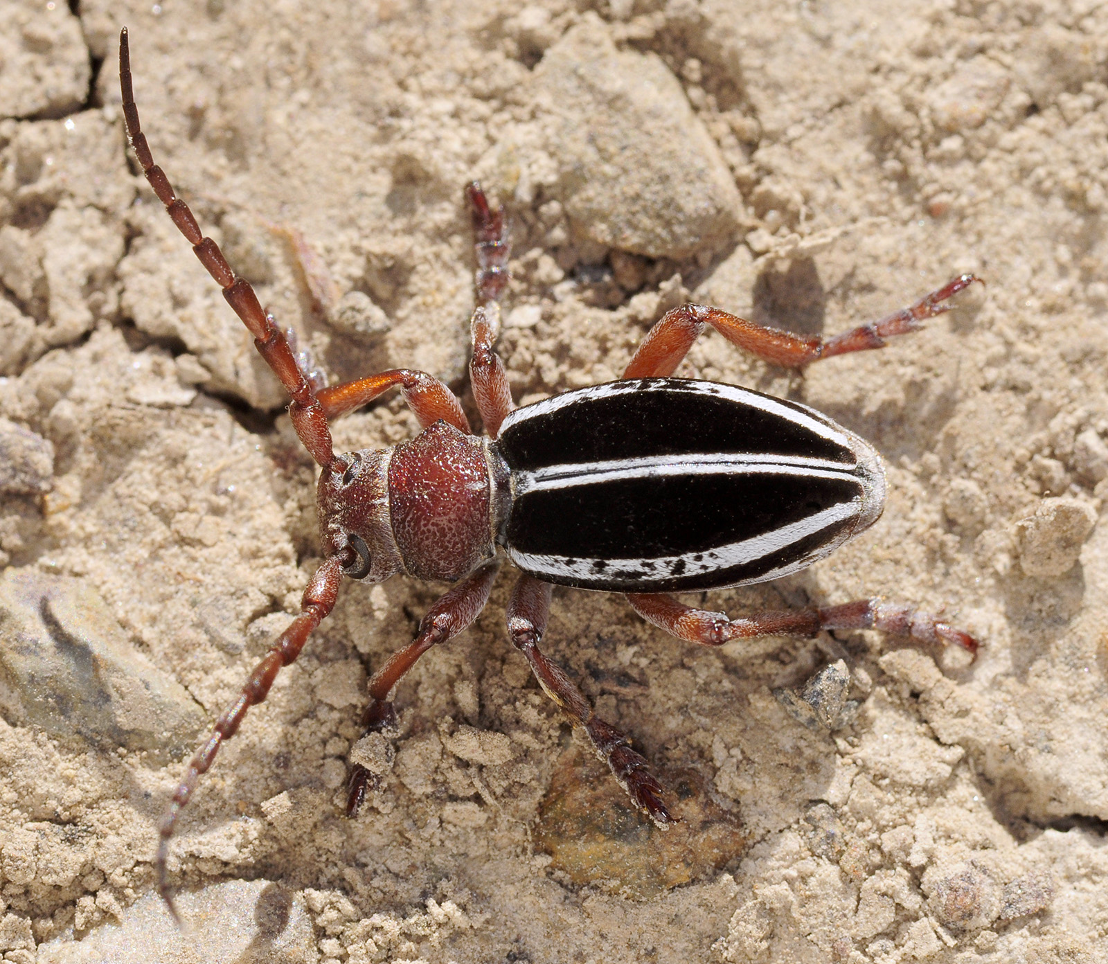 Dorcadion biforme