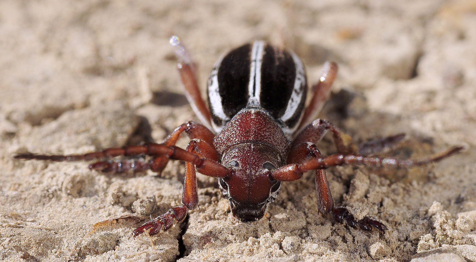 Dorcadion biforme