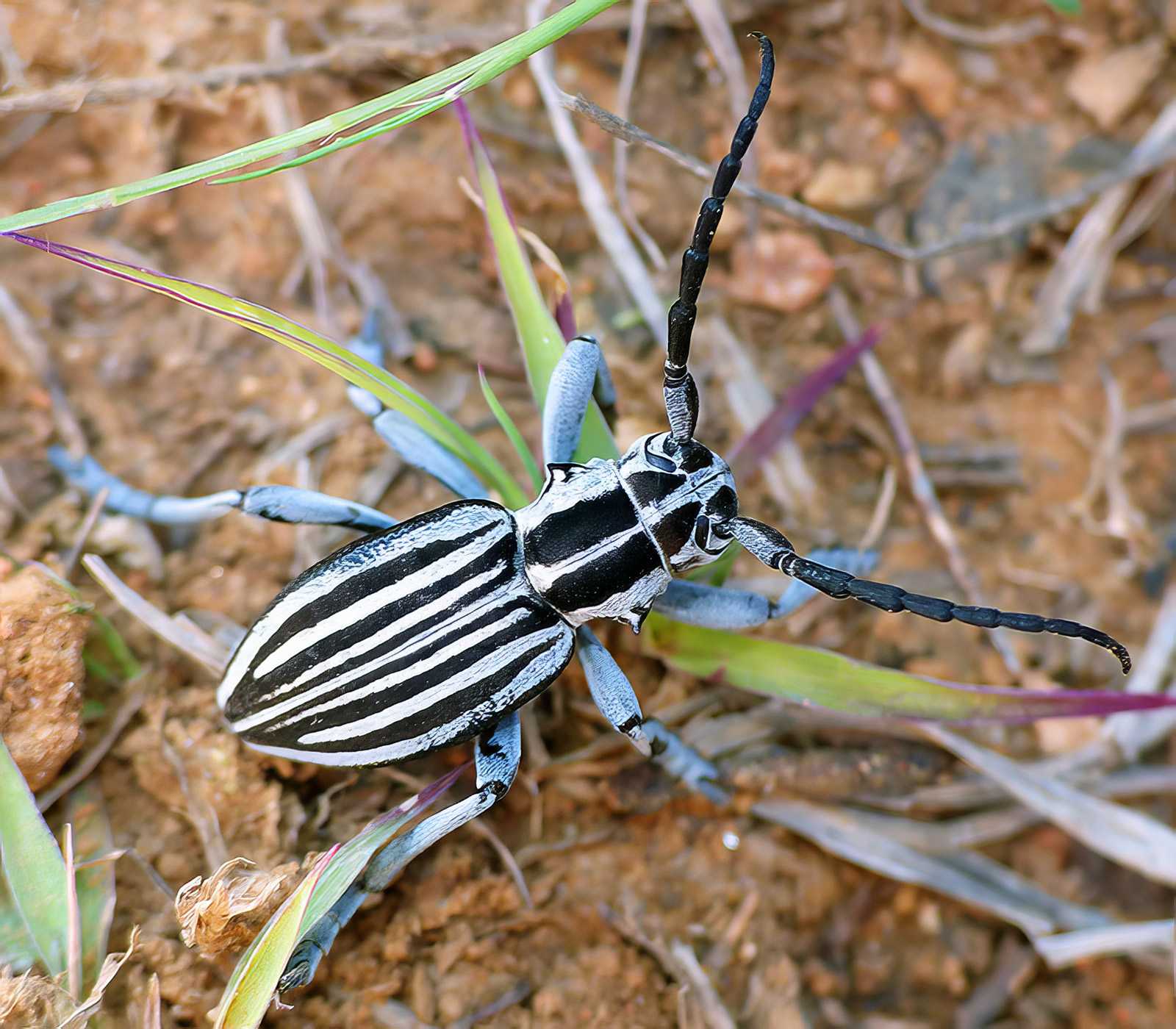 Dorcadion buresi