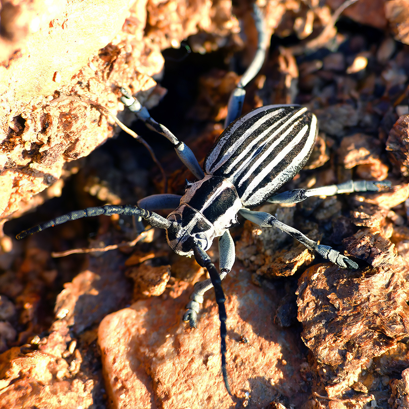 Dorcadion buresi