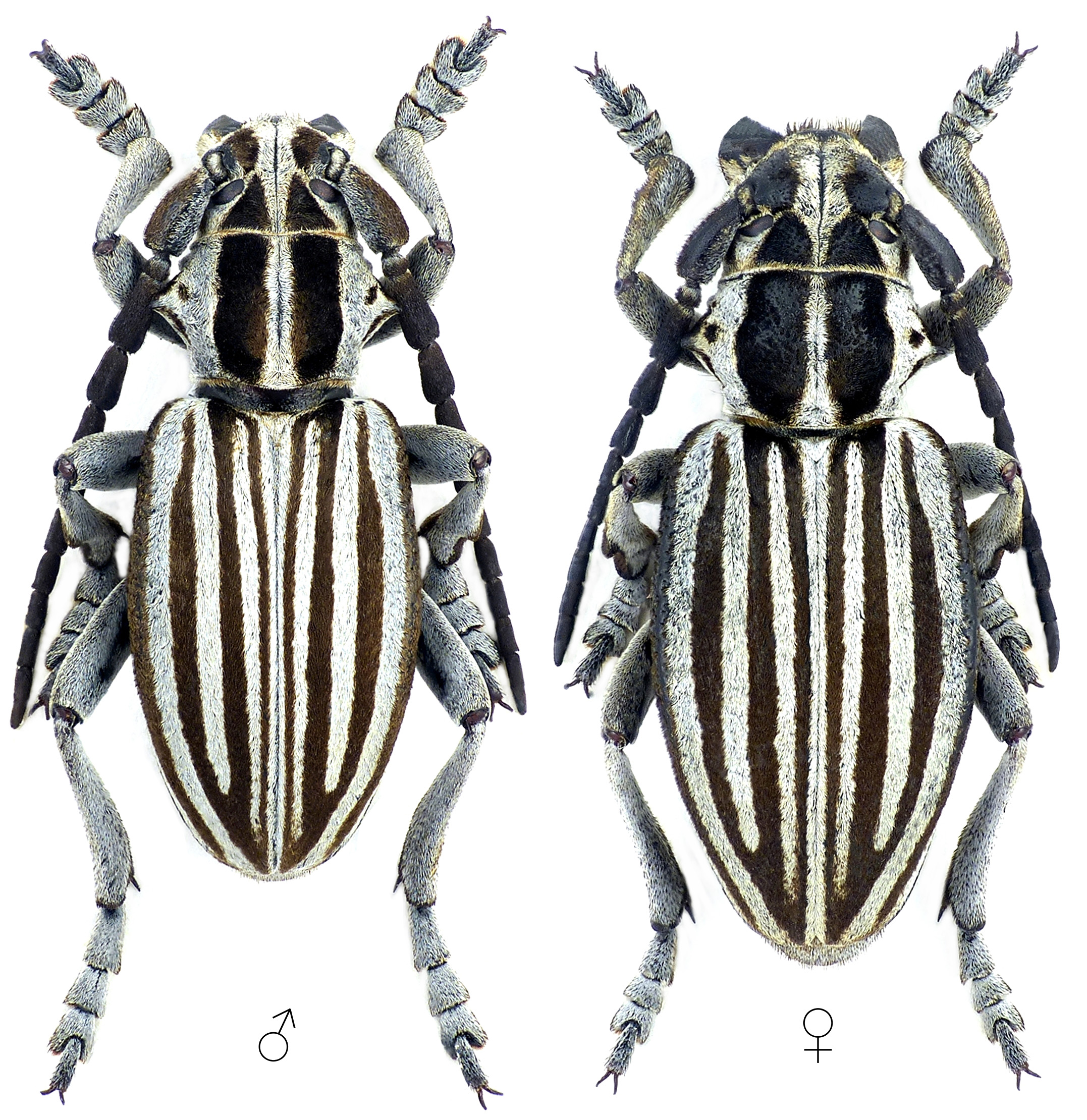 Dorcadion buresi