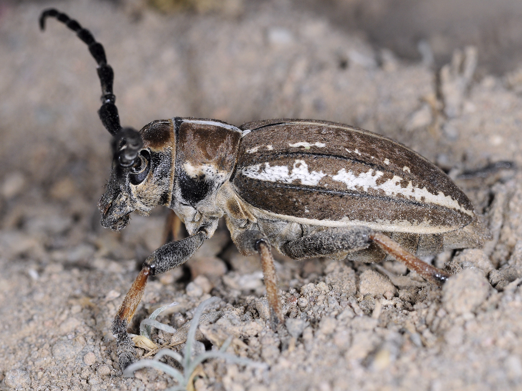 Dorcadion cephalotes female