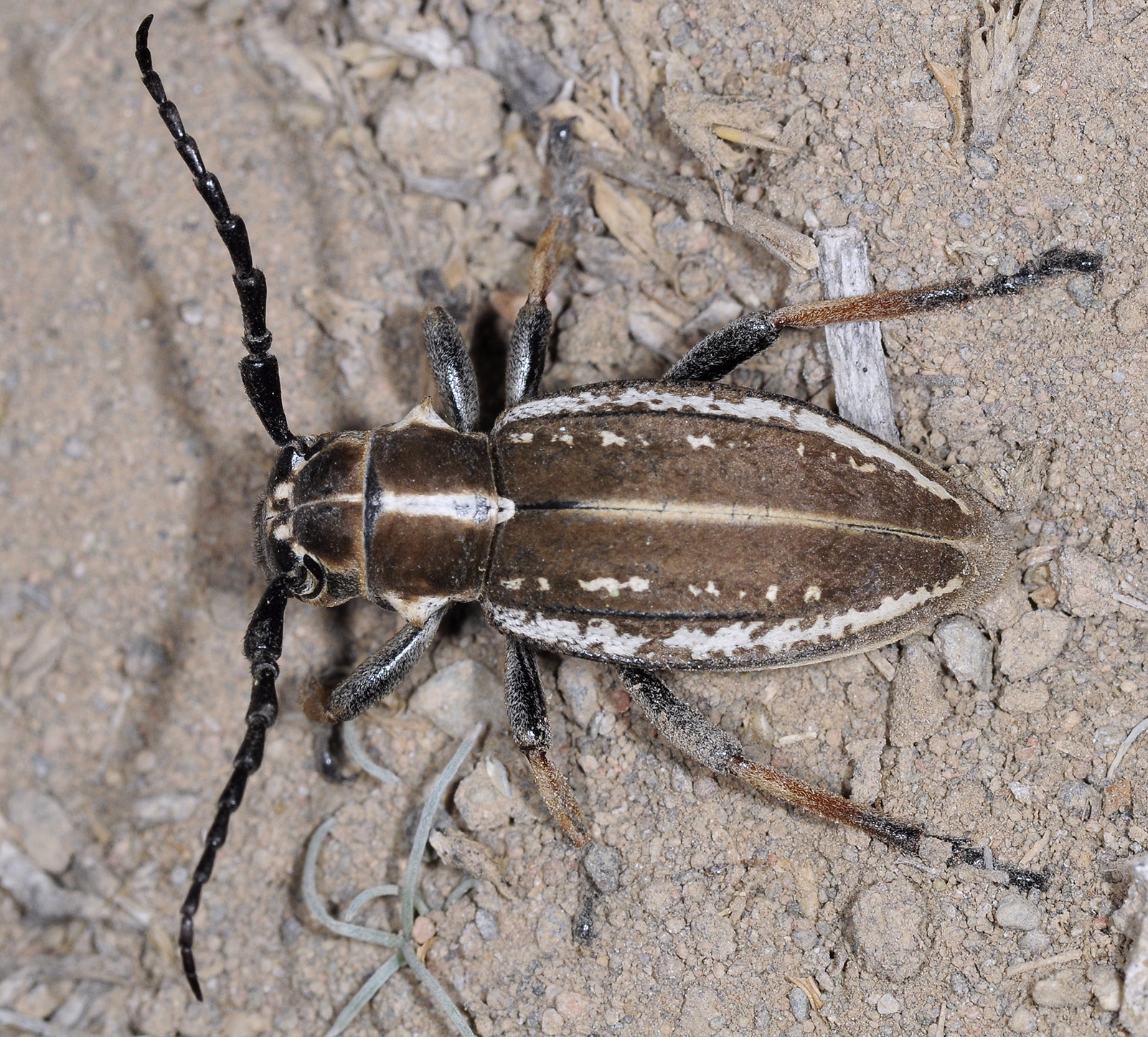 Dorcadion cephalotes female