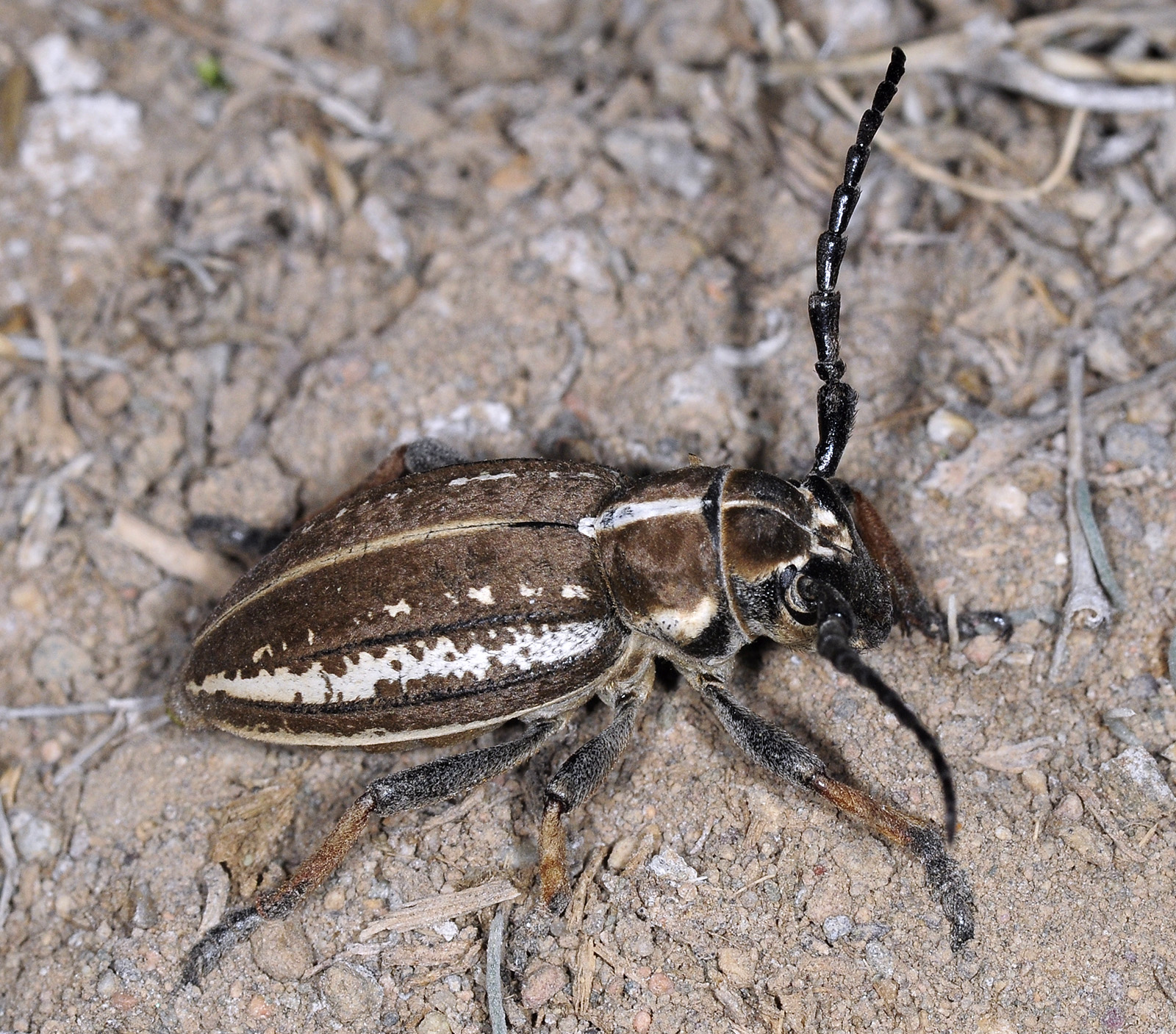 Dorcadion cephalotes female