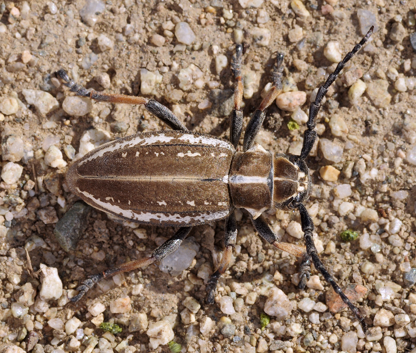 Dorcadion cephalotes female