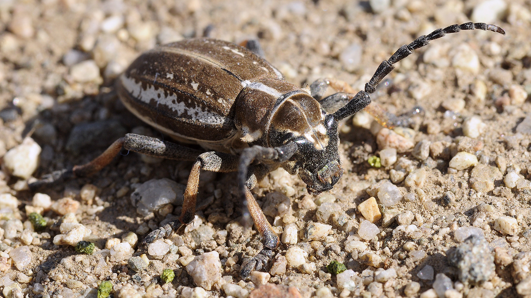 Dorcadion cephalotes female