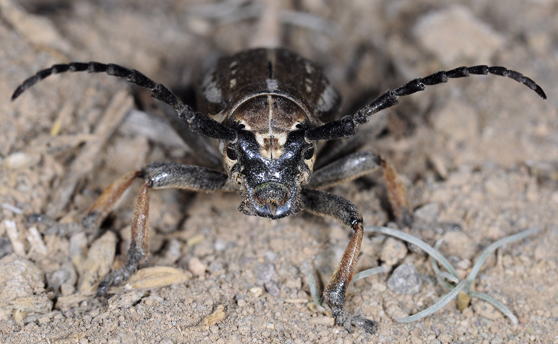 Dorcadion cephalotes female