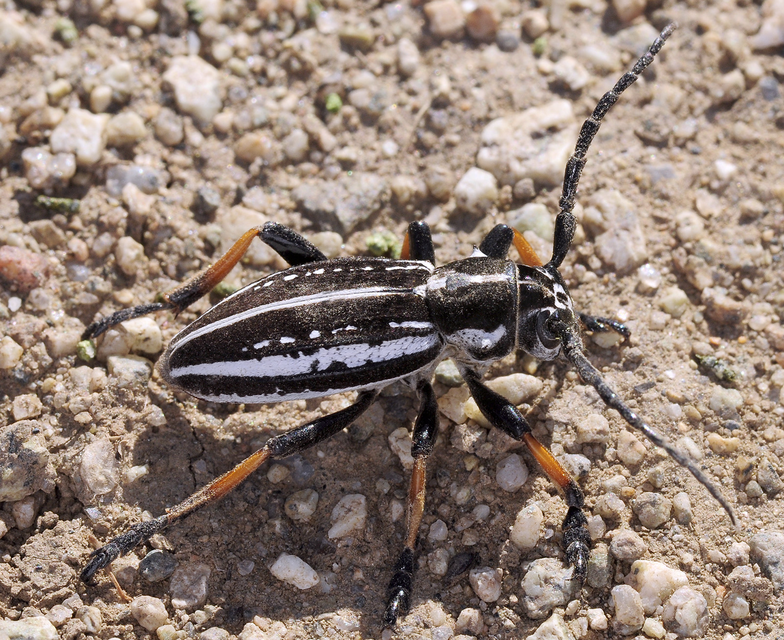 Dorcadion cephalotes