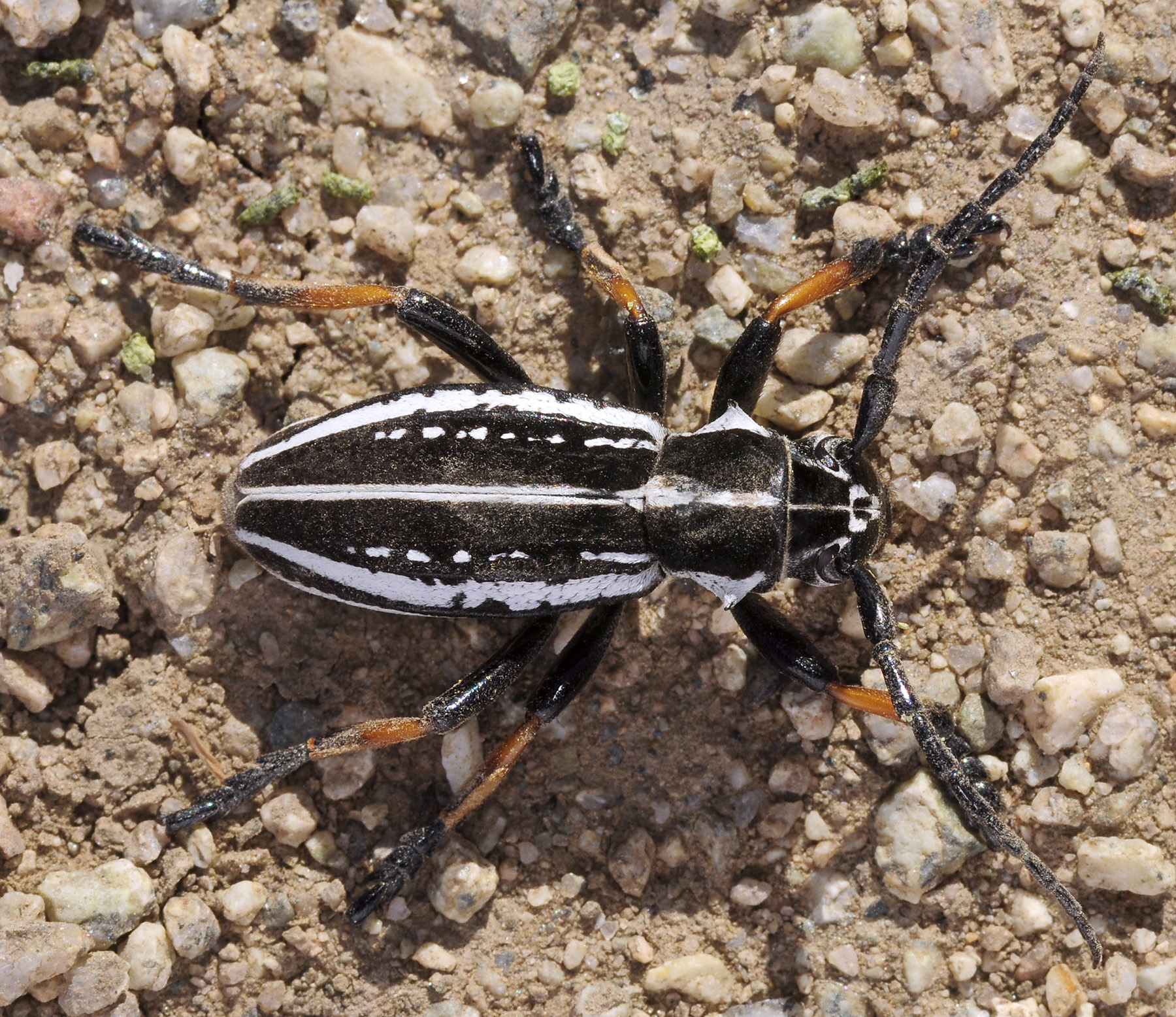 Dorcadion cephalotes male