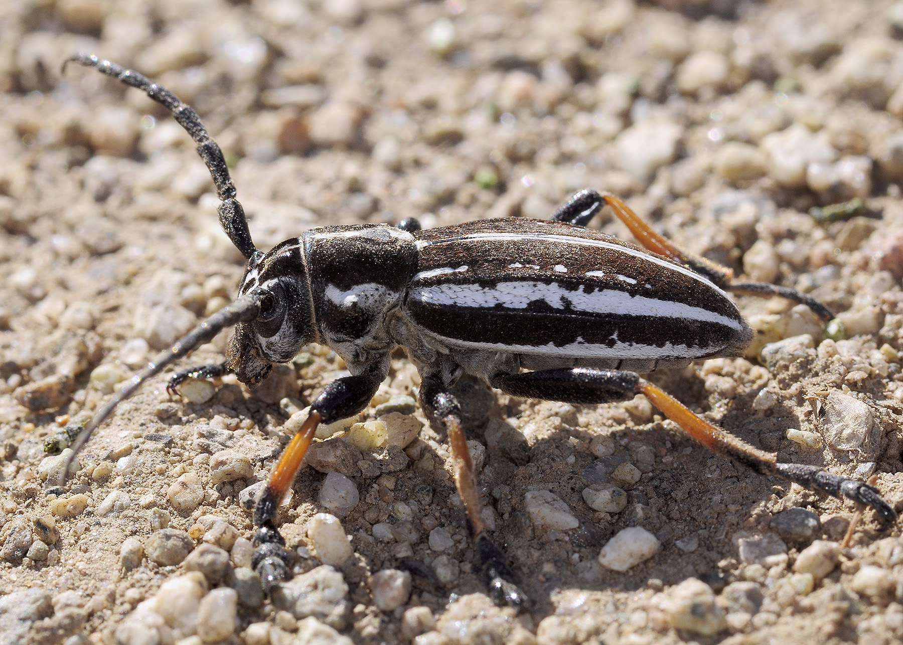 Dorcadion cephalotes male