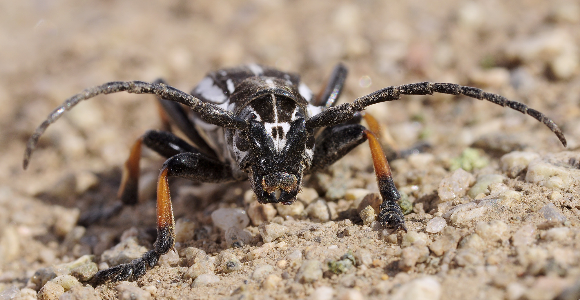 Dorcadion cephalotes male