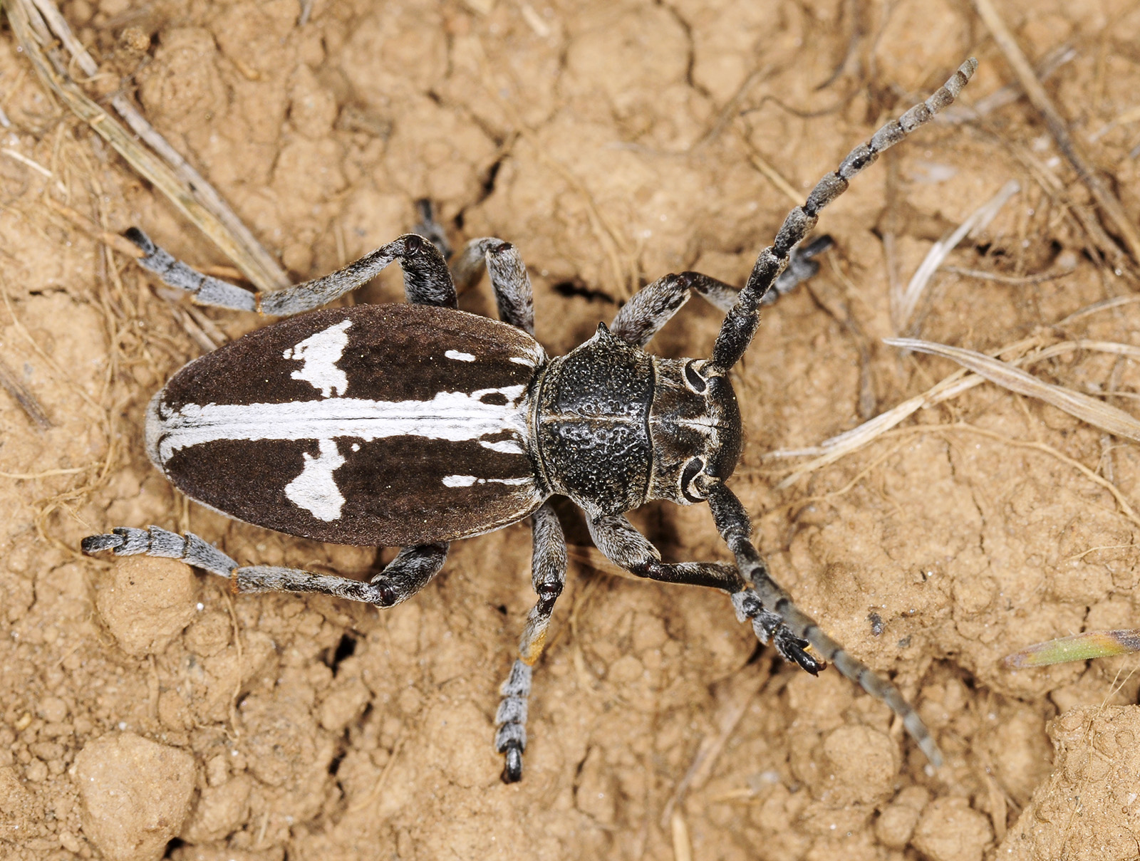 Dorcadion equestre reclinatum