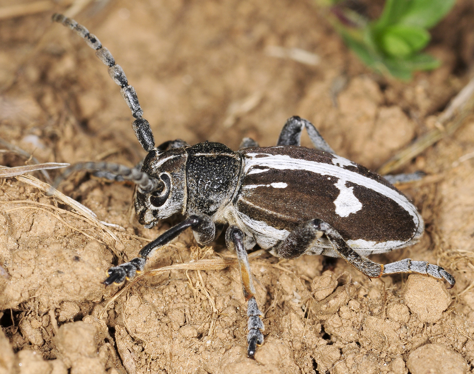 Dorcadion equestre reclinatum