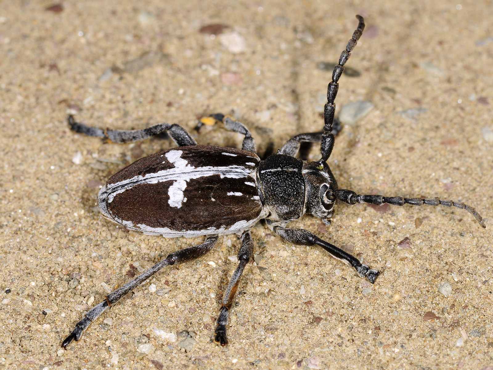 Dorcadion equestre reclinatum