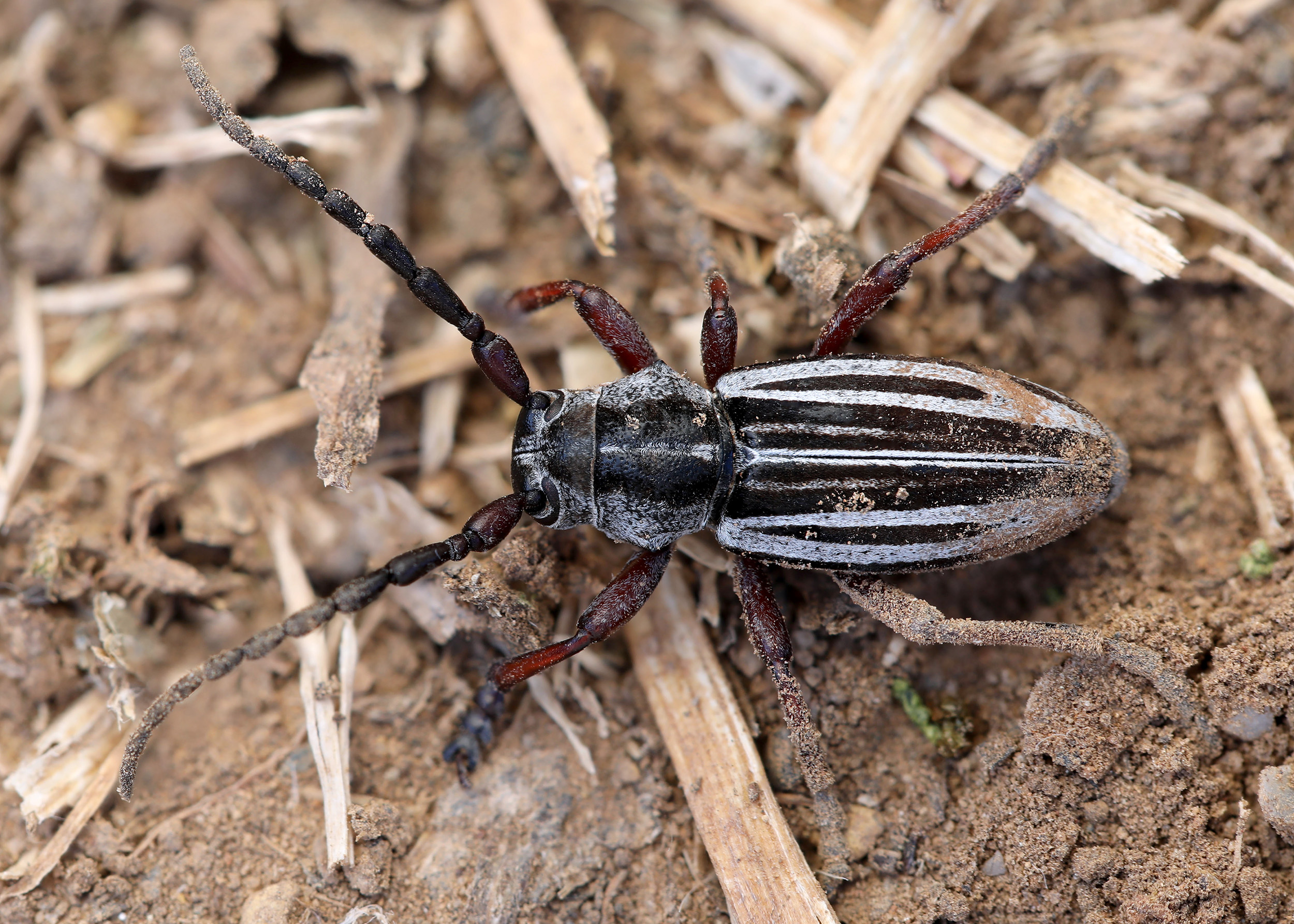 Herophila tristis tristis