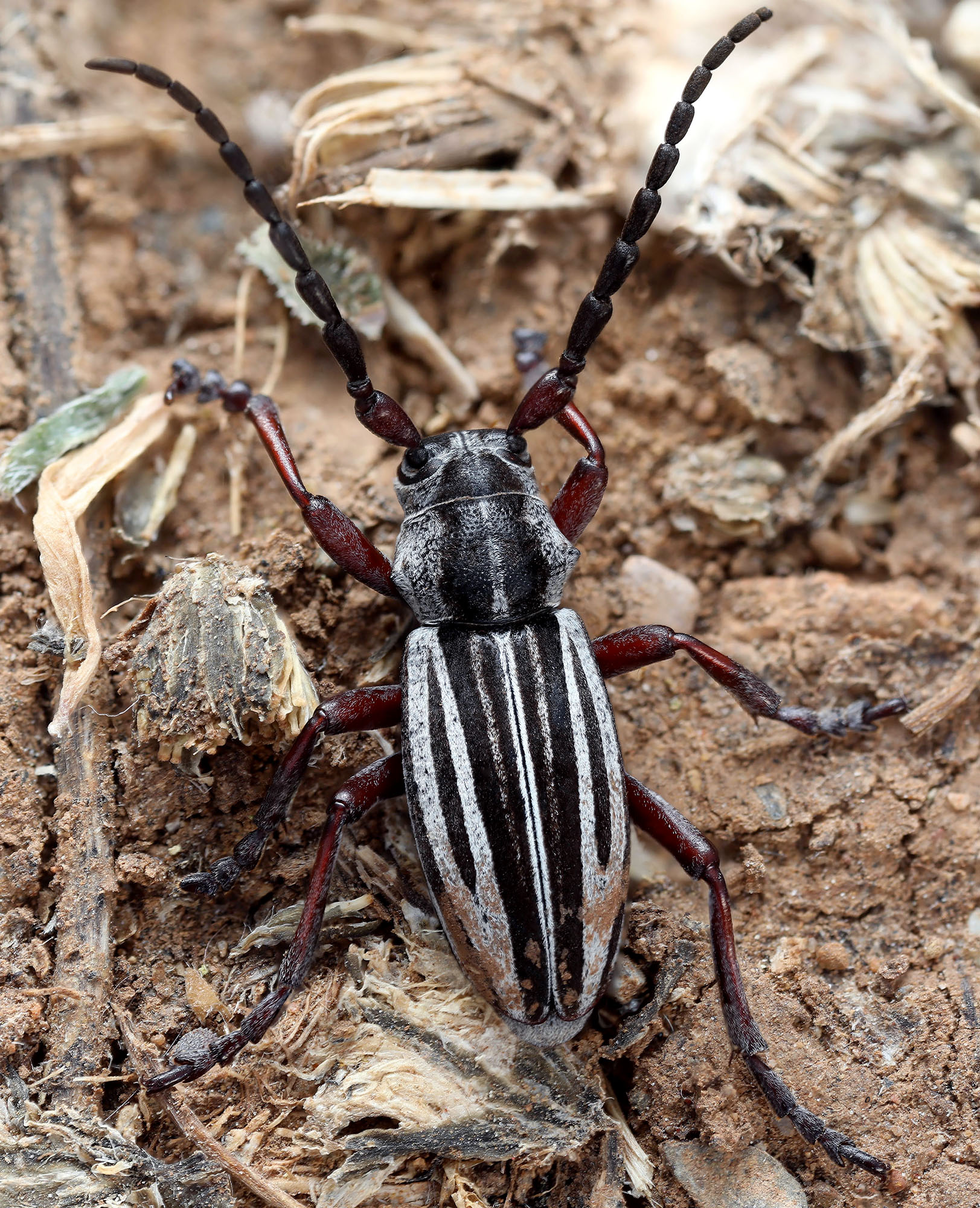 Herophila tristis tristis