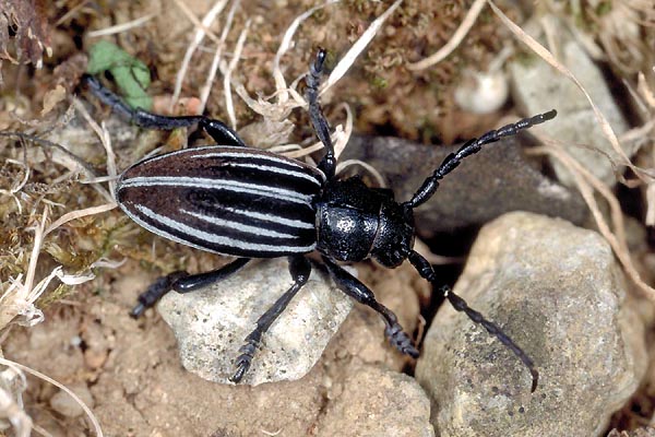 Iberodorcadion fuliginator pyrenaeum