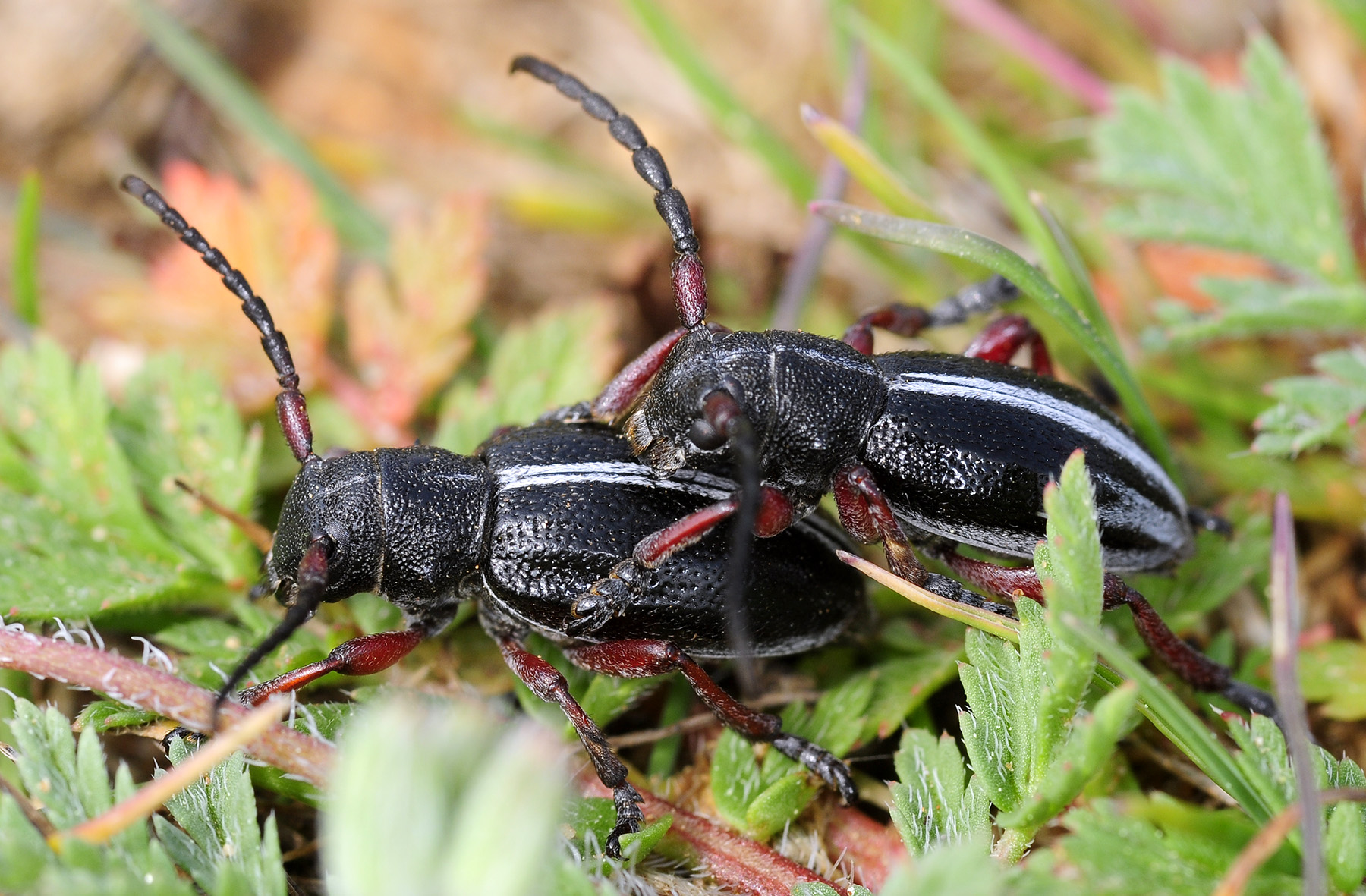 Dorcadion gallipolitanum atritarse