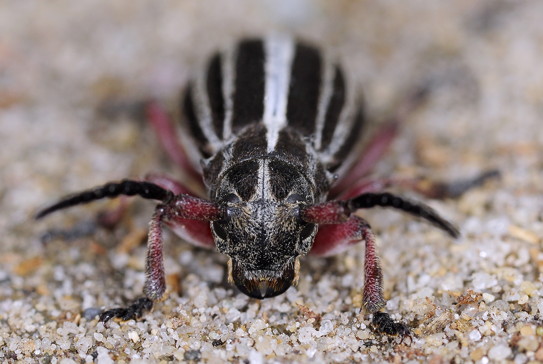 Dorcadion gallipolitanum atritarse