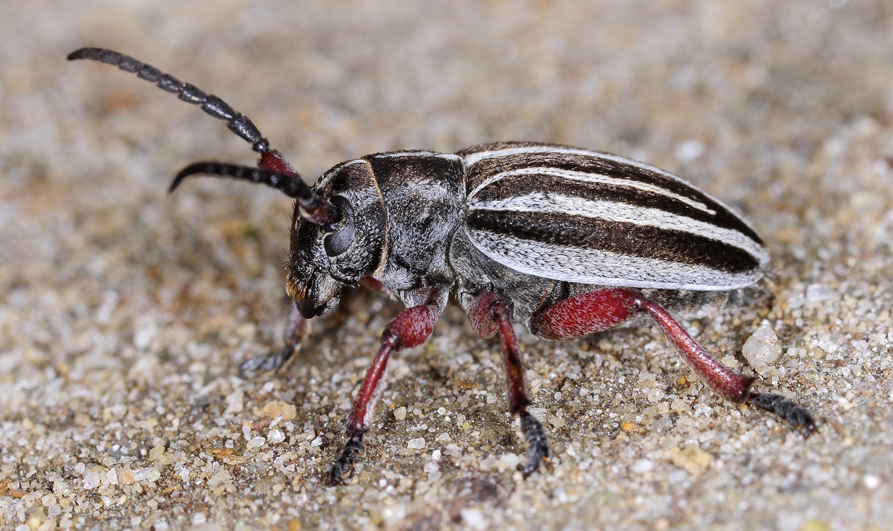 Dorcadion gallipolitanum atritarse