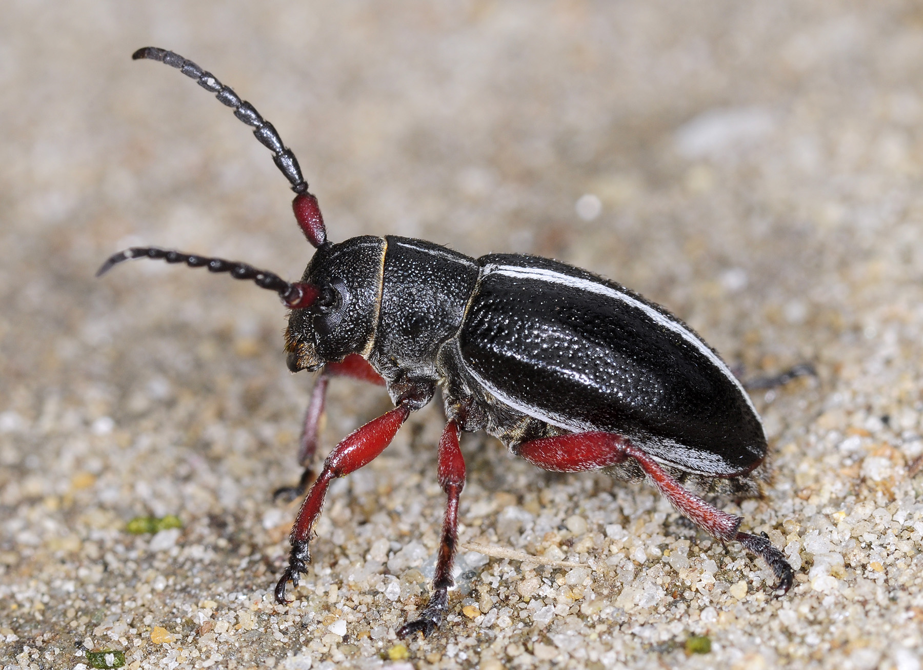 Dorcadion gallipolitanum atritarse