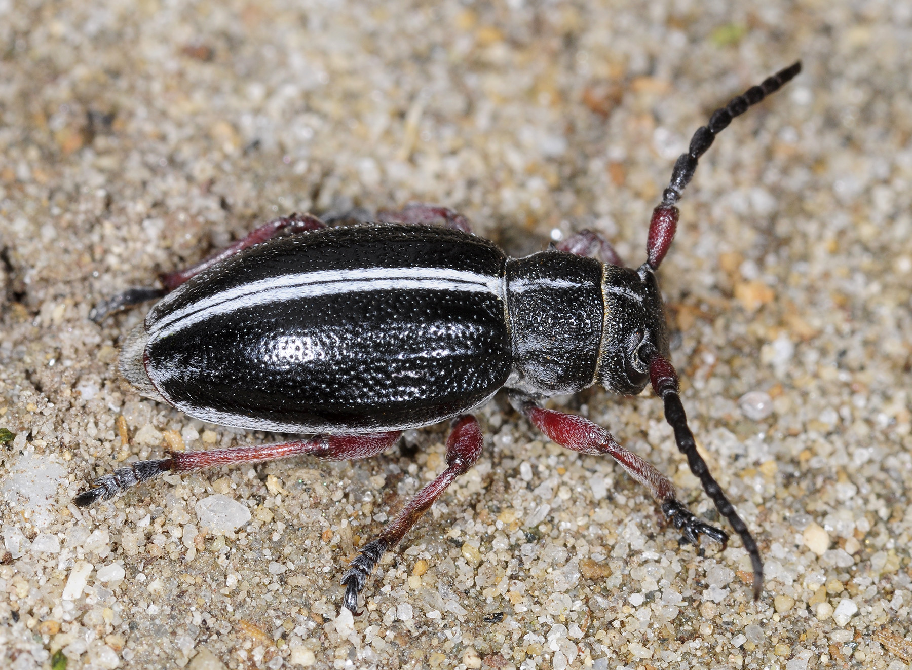 Dorcadion gallipolitanum atritarse