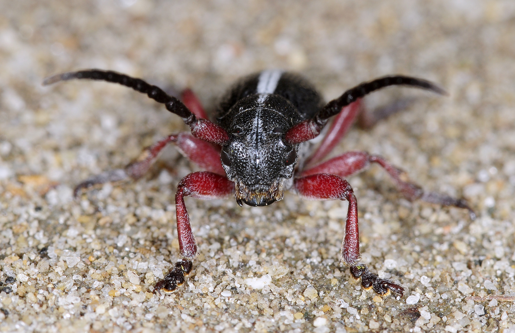 Dorcadion gallipolitanum atritarse