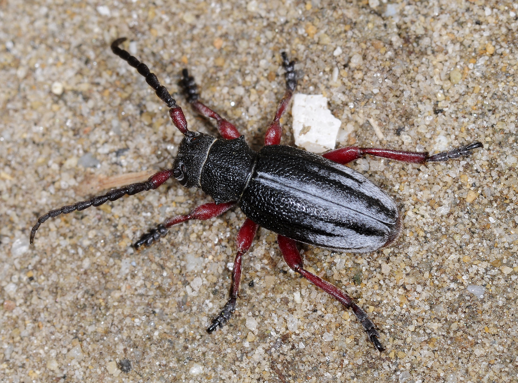 Dorcadion gallipolitanum atritarse