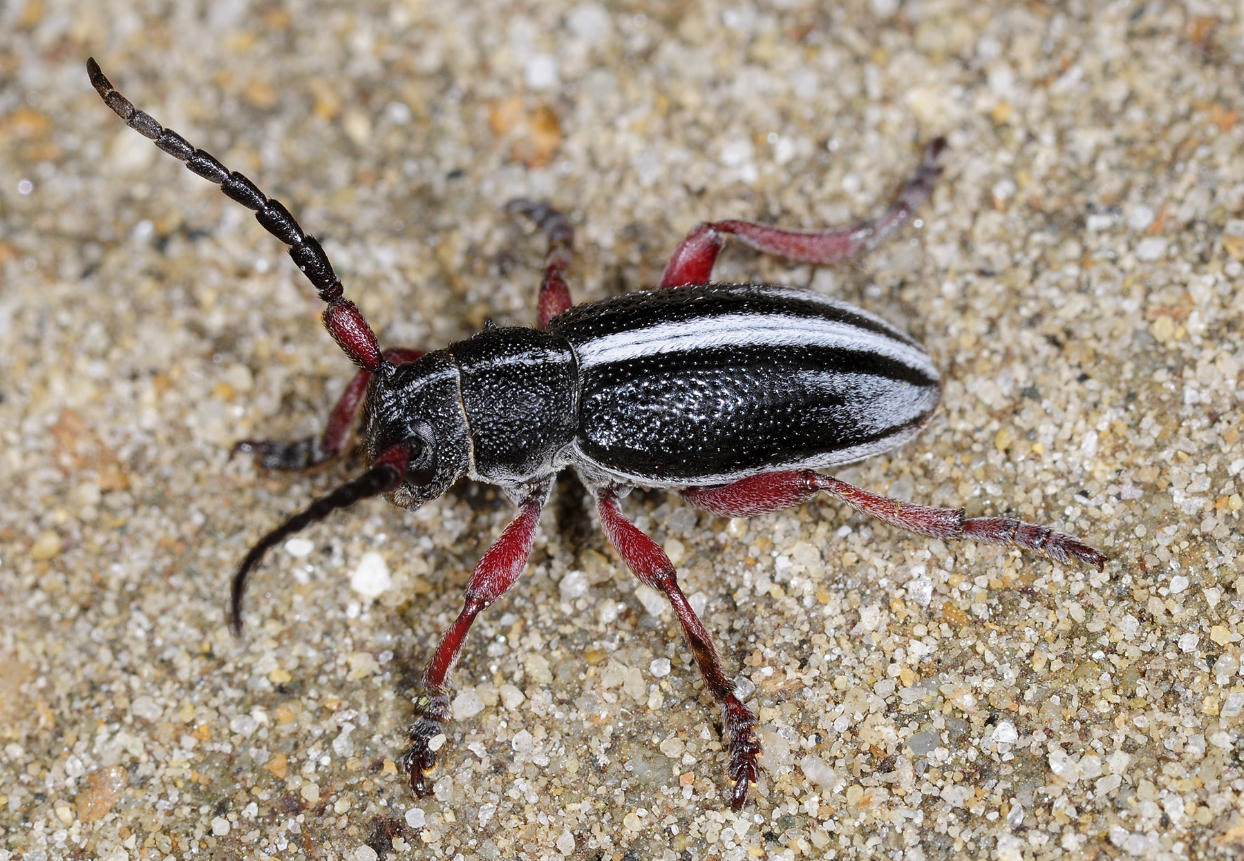 Dorcadion gallipolitanum atritarse