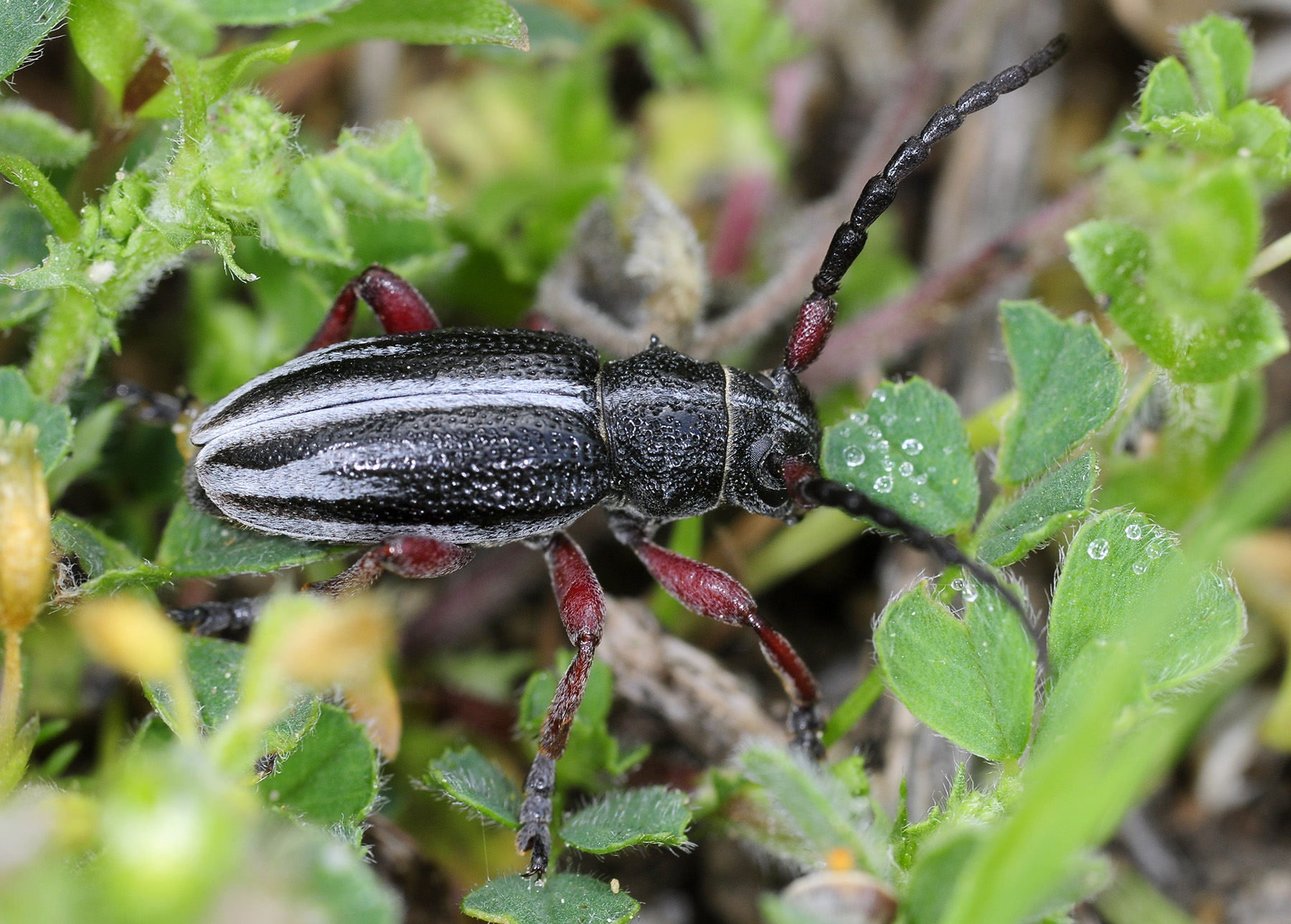 Dorcadion gallipolitanum atritarse