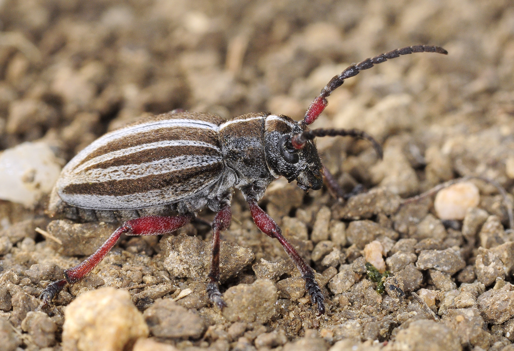 Dorcadion gallipolitanum gallipolitanum