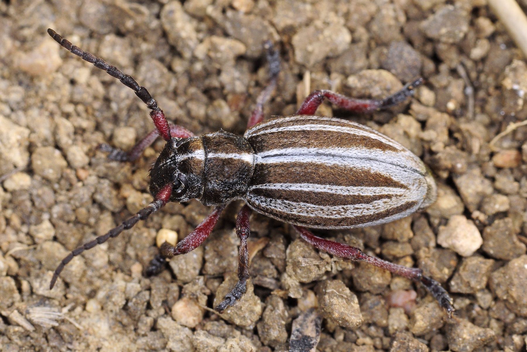 Dorcadion gallipolitanum gallipolitanum