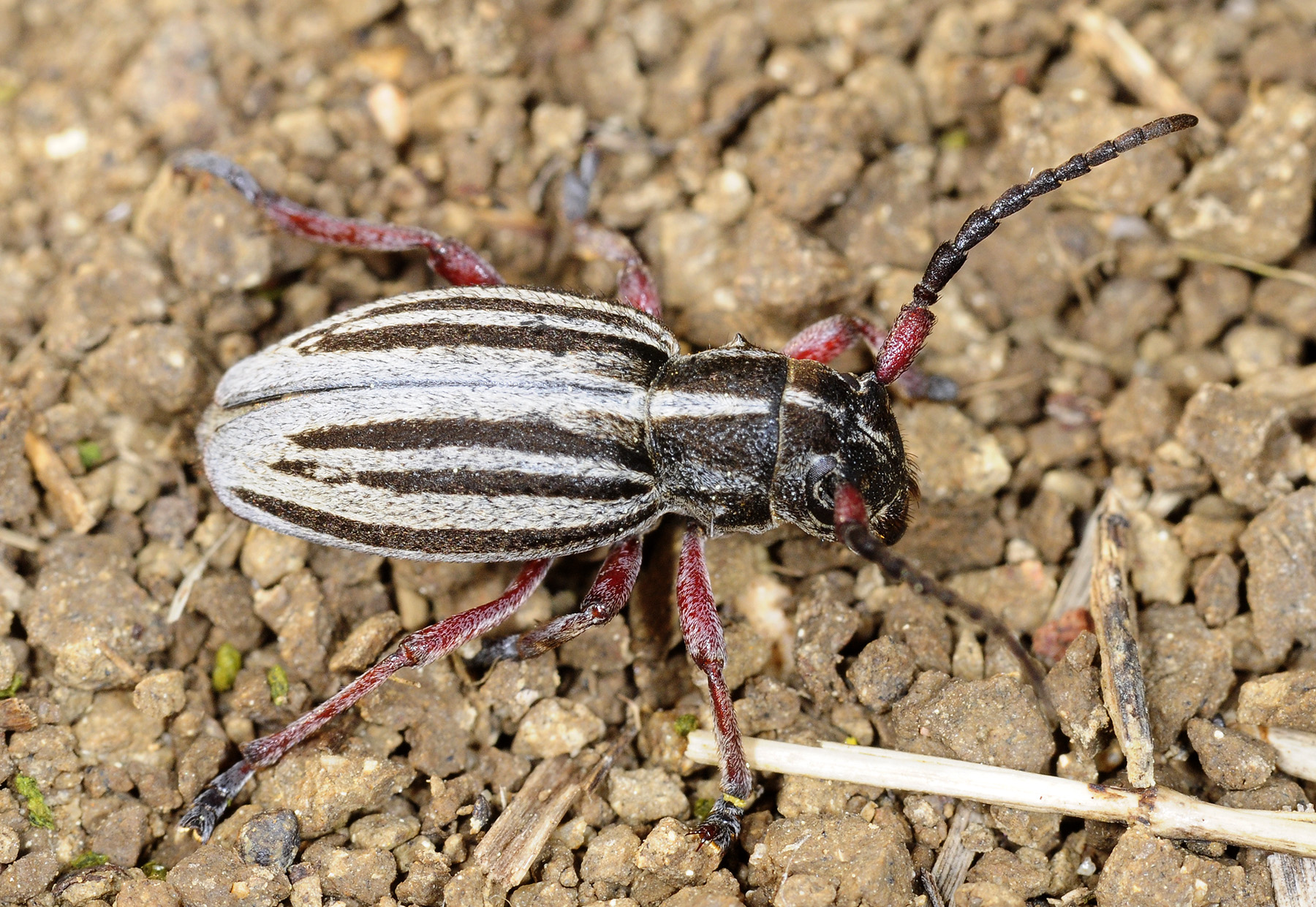 Dorcadion gallipolitanum gallipolitanum