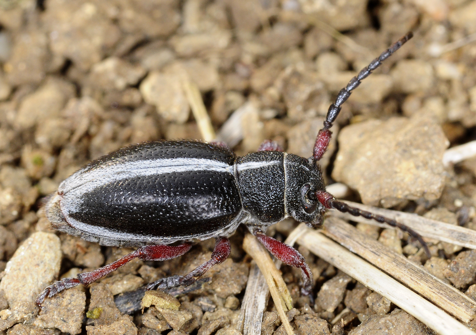 Dorcadion gallipolitanum gallipolitanum