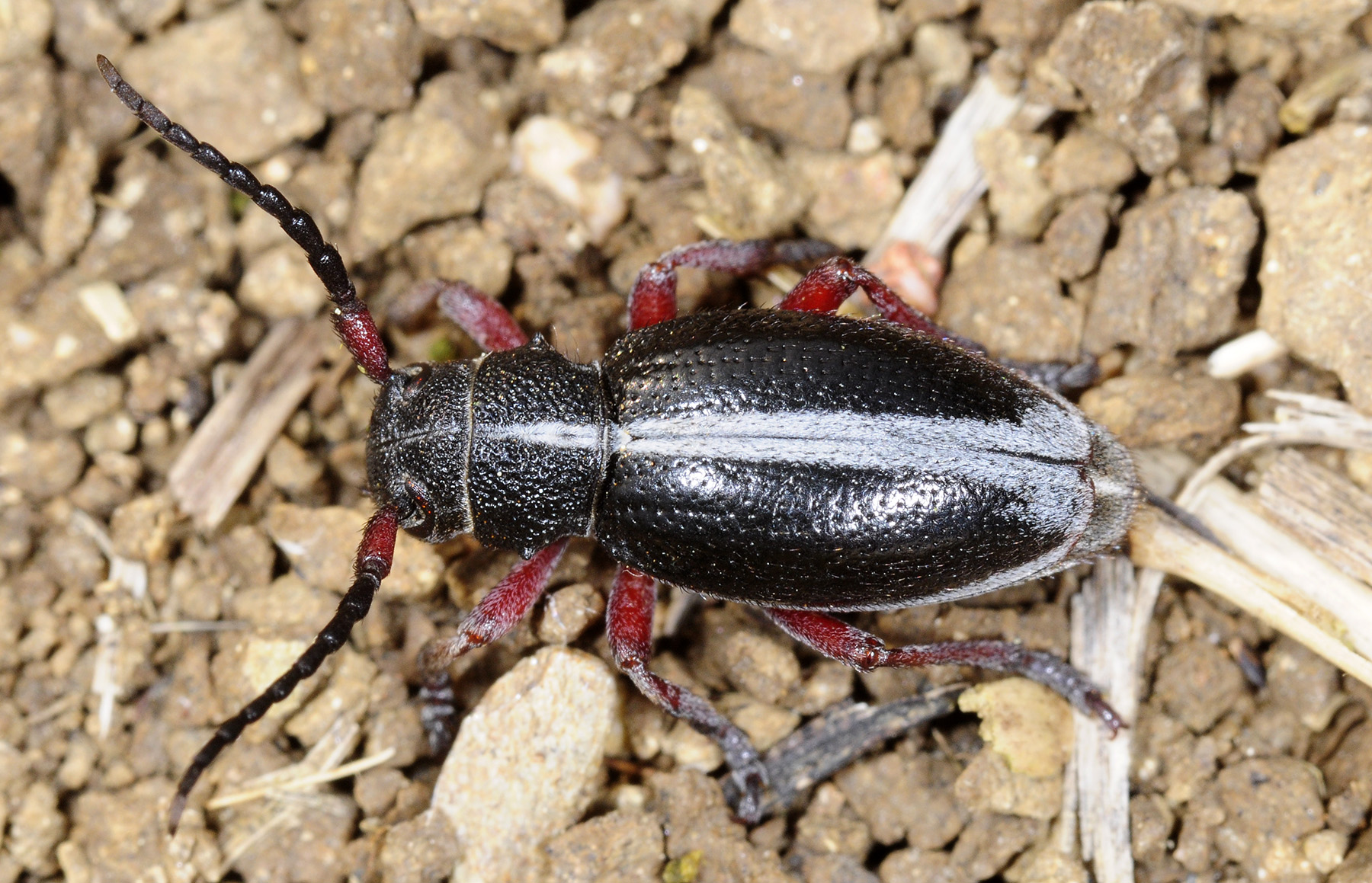 Dorcadion gallipolitanum gallipolitanum