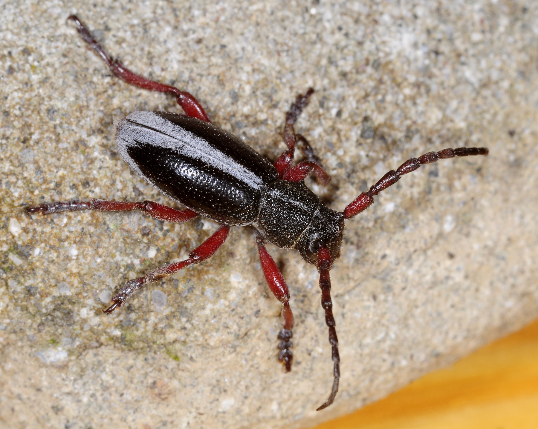 Dorcadion gallipolitanum gallipolitanum