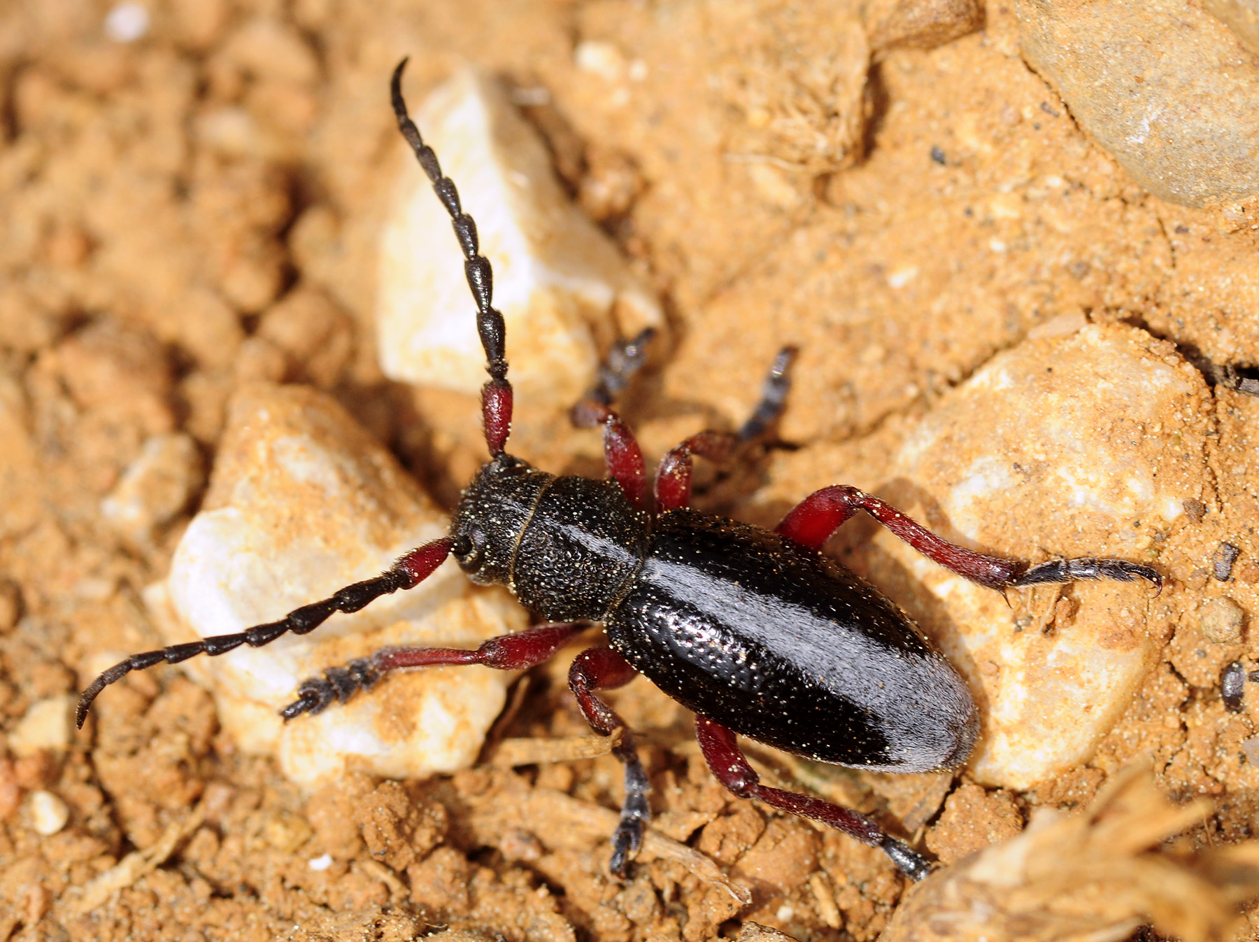 Dorcadion gallipolitanum gallipolitanum