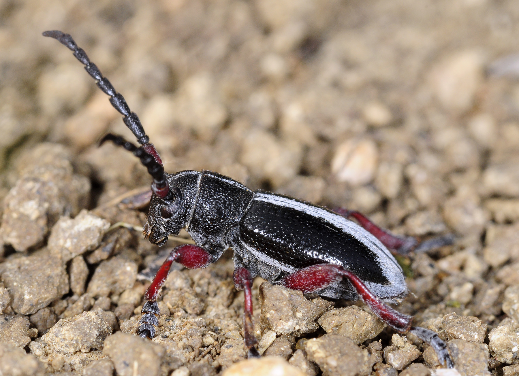 Dorcadion gallipolitanum gallipolitanum