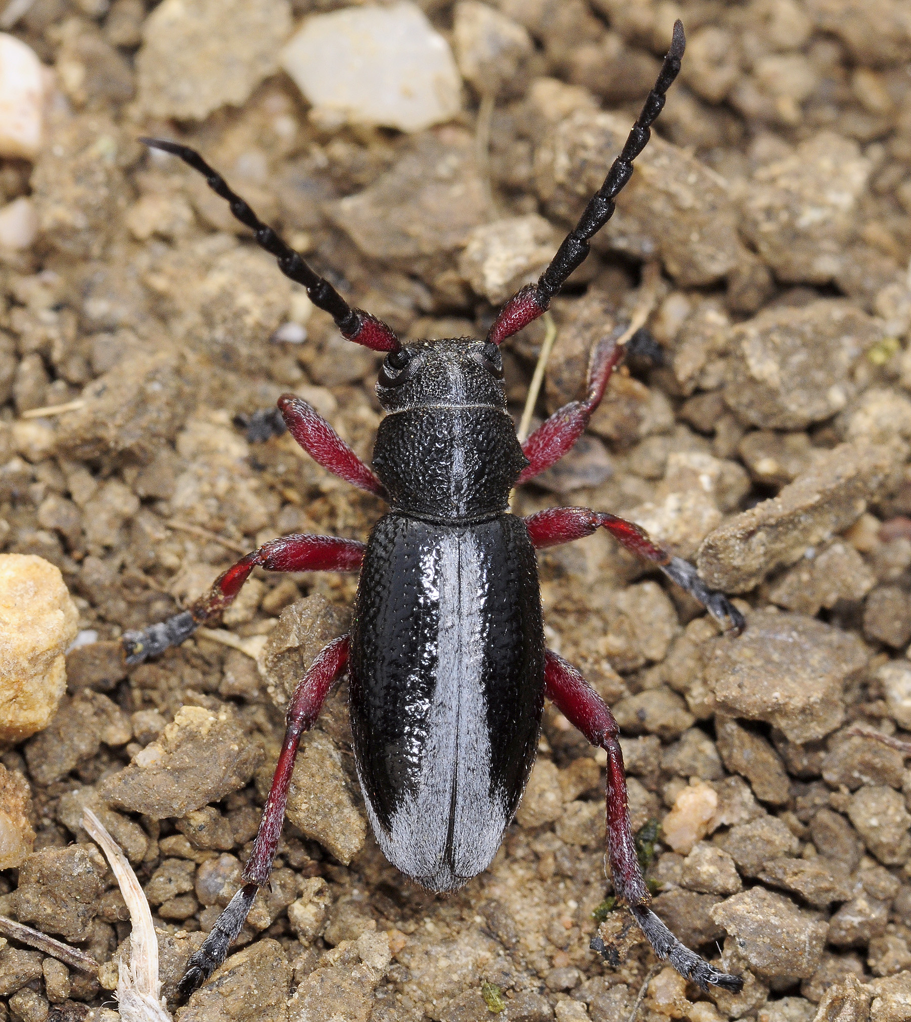 Dorcadion gallipolitanum gallipolitanum