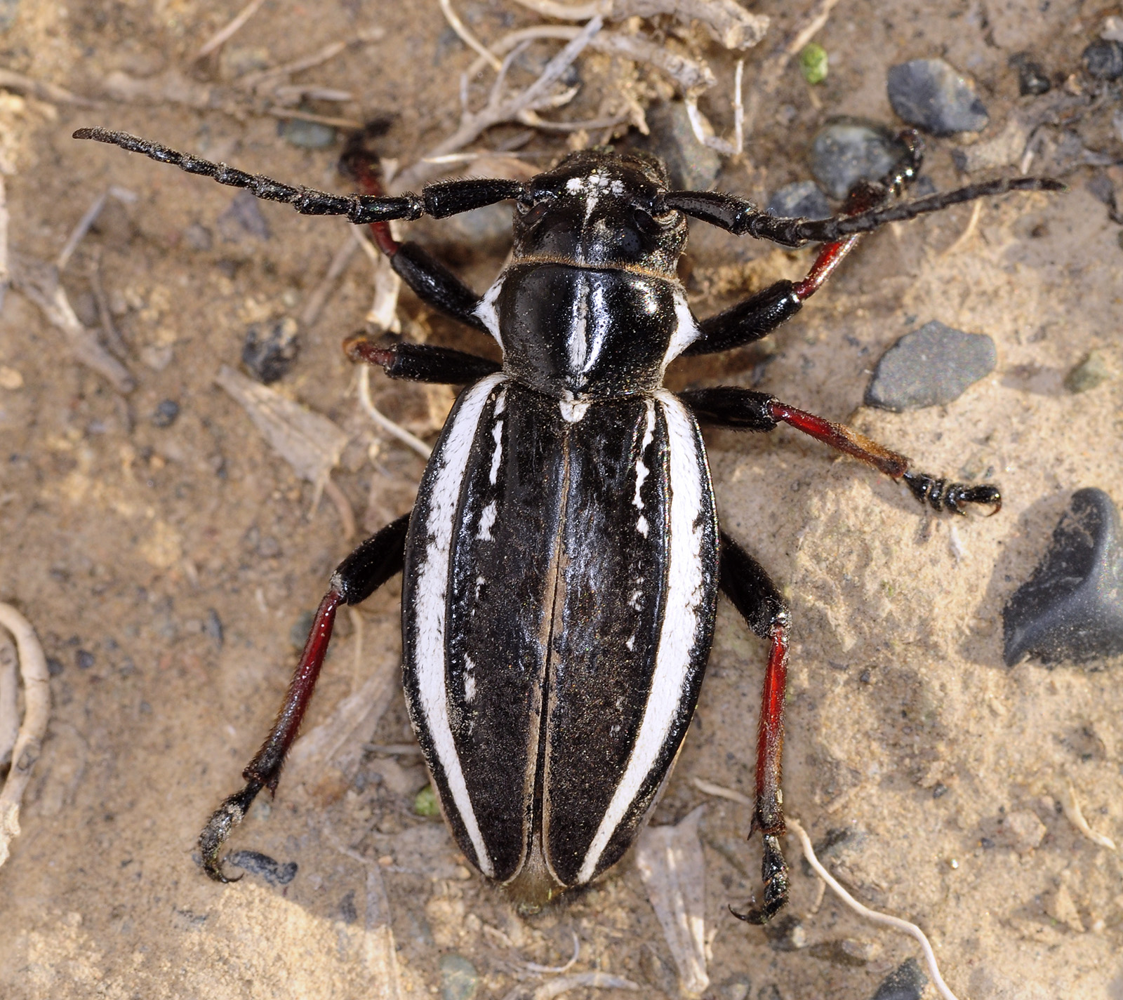 Dorcadion gebleri lukhtanovi