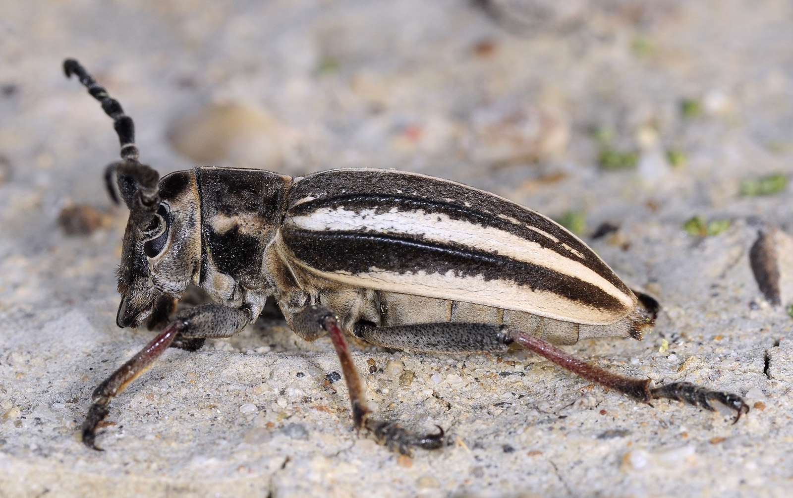 Dorcadion gebleri lukhtanovi